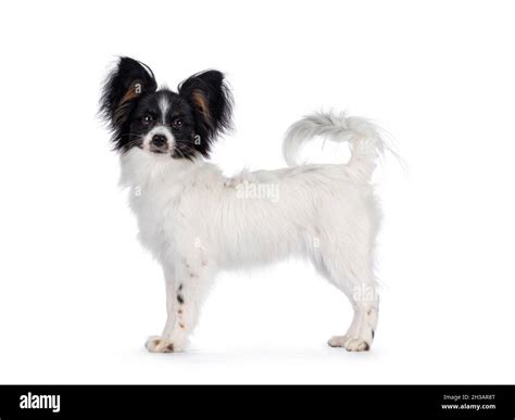 Papillon Dog Side