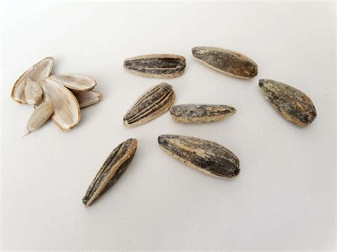 Can You Eat Sunflower Seed Shells? – The Food Safety Dad
