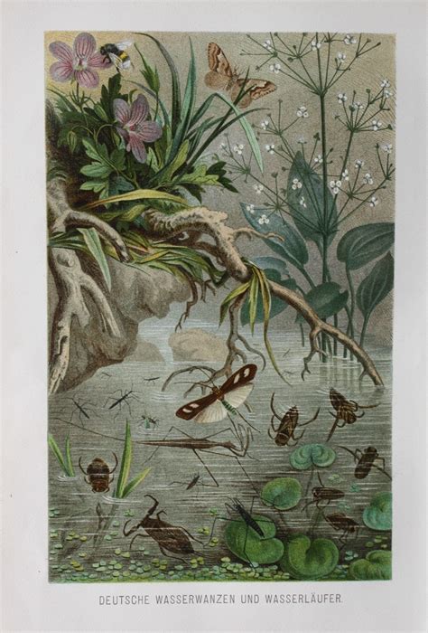 Water skaters – Artofit