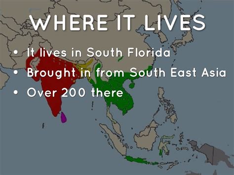 Image result for Burmese Python Eat Chicken