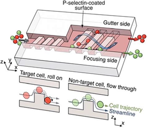 Image result for Microfluidic Cell Sorting
