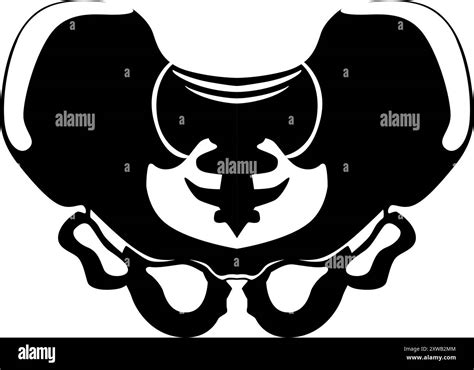 Pelvis bone structure. Human skeletal joint black silhouette Stock ...