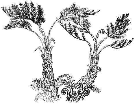 Image result for St. Helena Tree Felling