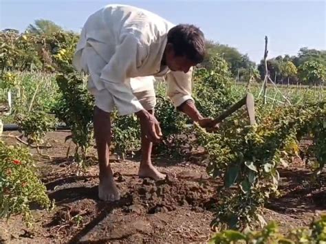 नीमच में कमाल का बुजुर्ग किसान! 5 बीघा जमीन पर किस सब्जी से कमा रहें ...