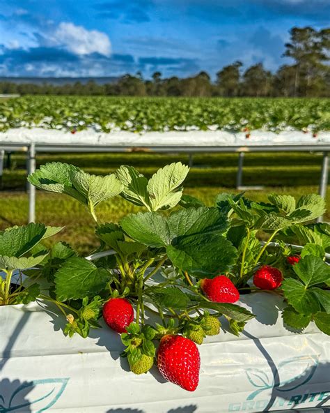 Taste n See Strawberries (@tastenseestrawberries) • Instagram photos and videos - Taste N. See Strawberries Queensland