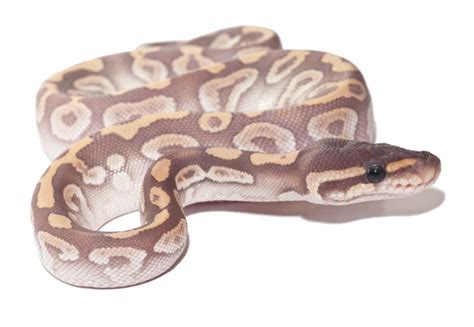 Image result for Crystal Ball Python