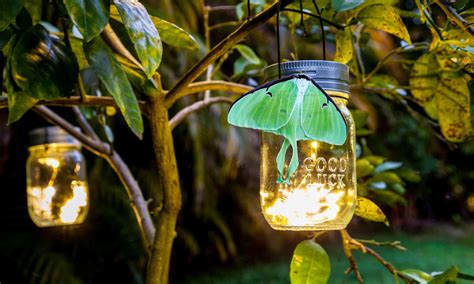 What Do Luna Moths Eat? - A-Z Animals