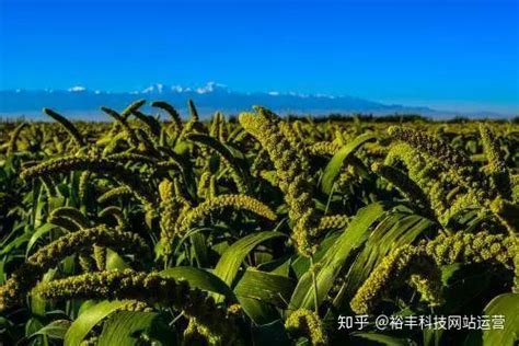 大农业 的图像结果