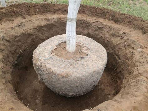 苗木取苗土球该多大合适呢？园林绿化施工挖树穴的讲究 - 月季网