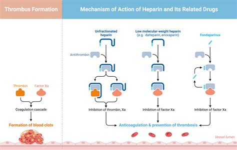 Heparin Mechanism Of Action Ppt PPT Review Of Anticoagulants: