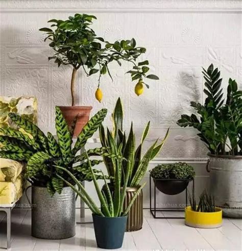 客厅最旺宅的大型植物，室内可以养哪些大型的盆栽绿植