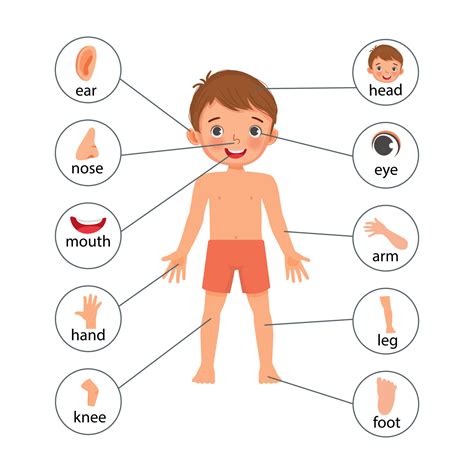 little boy illustration poster of human body parts with diagram text ...