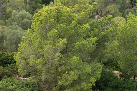 Pinus halepensis