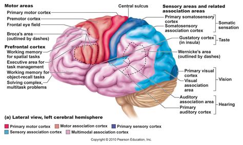 Image result for Brain Exploding Vector