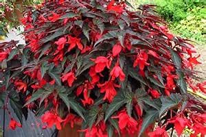 GrowZid Flower Bulbs Imported Hanging Begonia Beautiful Tuberous for ...