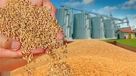 2020年小麦收获在即，新小麦价格会大涨吗？为什么？看完有数了_腾讯新闻