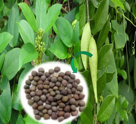 Diabetes Killer Leaf: ಈ ಎಲೆಗೆ ಇದೆ ಸಕ್ಕರೆ ಕಾಯಿಲೆ ಮಾಯ ಮಾಡುವಷ್ಟು ಪವರ್ ...