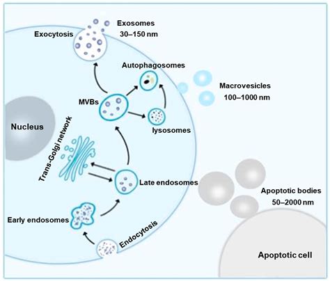 The Roles of Exosomes in the Diagnose, Development and Therapeutic ...
