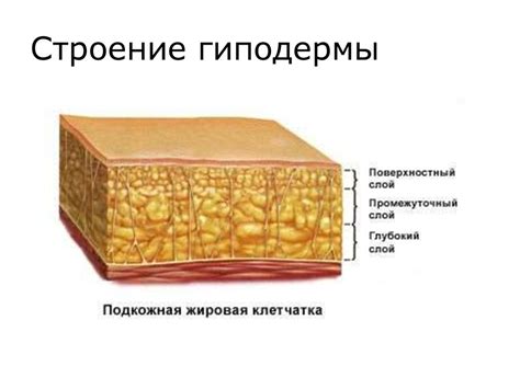 Подкожная основа