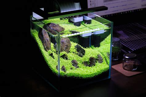 10 Easiest Fish to Take Care of in a 5 Gallon Tank: Bright and ...