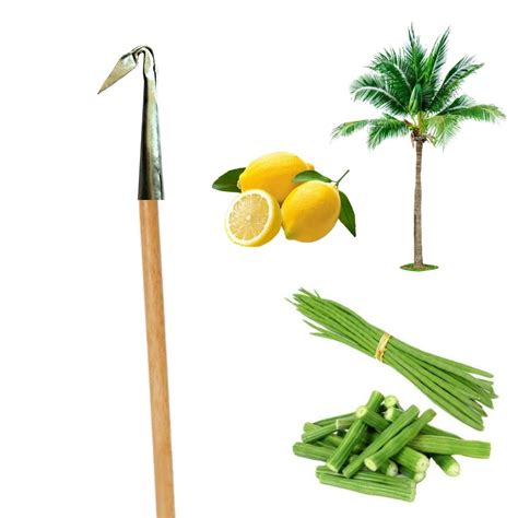 Ammaieesan Tree Cutter knif, Mango Coconut Plucker and Fruit Picker ...