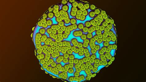 Image result for Mast Cells Explained