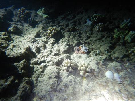 Seasport Divers (Koloa) - All You Need to Know BEFORE You Go