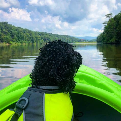 Image result for Cockapoo Training