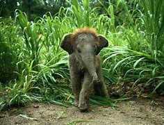 Image result for Cute Funny Baby Elephant