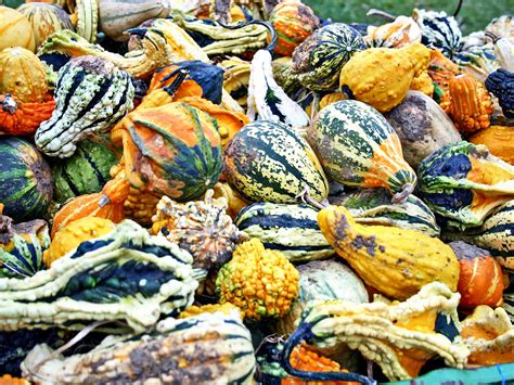 Tips & Information about Gourds - Gardening Know How