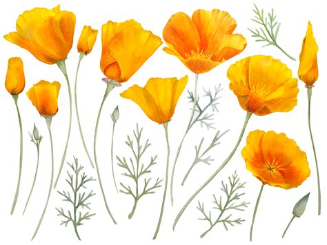 Watercolor orange california poppy 12067060 PNG