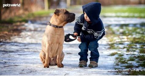 The 10 Best Dog Breeds for Kids and Families - Pet Blog – Petsworld