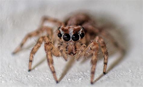 Image result for Spider Species Classification Using Machine Learning