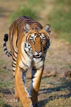 Tiger Image by Panthera Tigris La Enciclopedia Libre Tiger Image