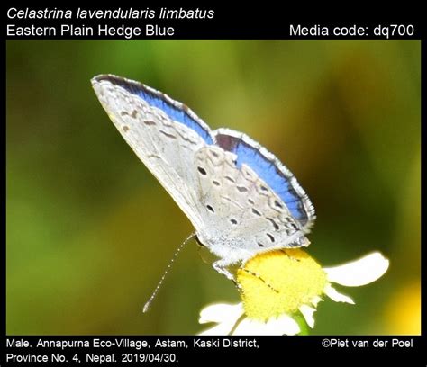 Celastrina lavendularis | Butterfly