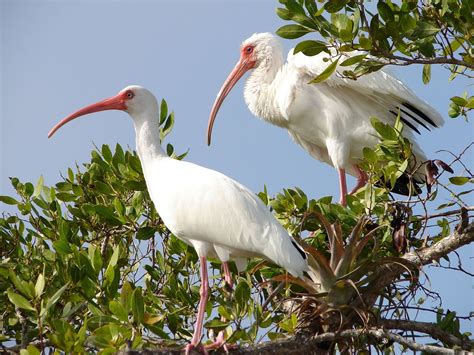 Download White Ibis Bird Animal Ibis Wallpaper