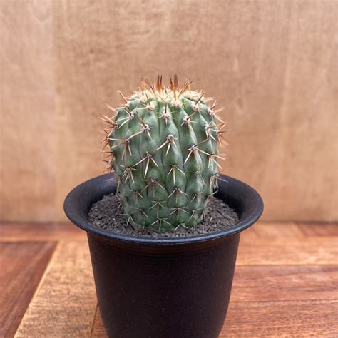 RIMO'S GREEN 【Saboten & Succulent】