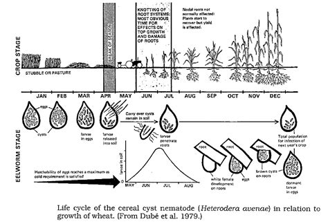 Important Crop Diseases Caused by Mycoplasma, Nematodes - Botany ...