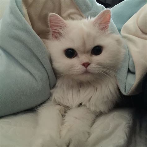 cat pictures pinterest