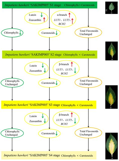 Integrative Targeted Metabolomics and Transcriptomics Reveal the ...