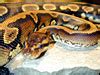 Image result for Goblin Ball Python