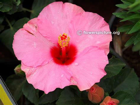 Hibiscus flower varieties