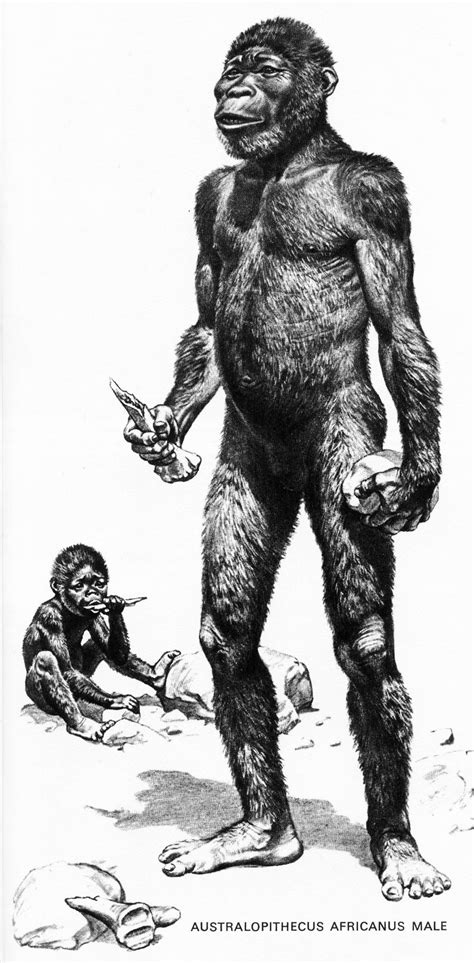 Australopithecus Africanus Body 的图像结果