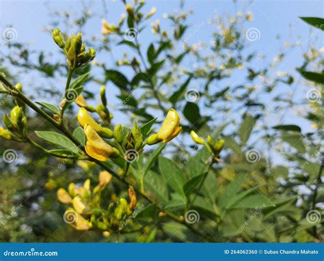 What Are Pigeon Peas