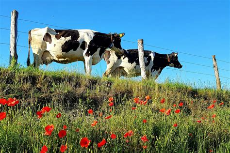 Russischer Bär: Was den Schmetterling des Jahres 2025 so besonders ...