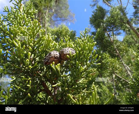 California juniper (Juniperus californica) Plantae Stock Photo - Alamy