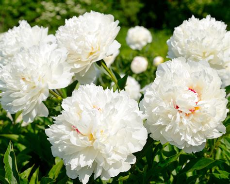 Peony 'Shirley Temple' bare roots — Buy white peonies online at Farmer ...