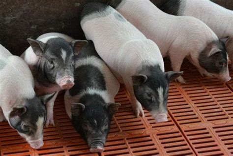 巴马香猪种猪多少钱一只 引种的注意事项