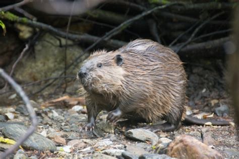 Beaver | FWS.gov