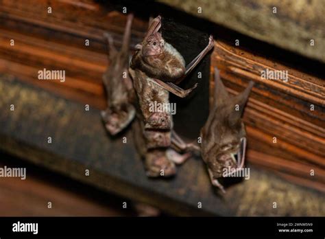 Image result for Common Vampire Bat